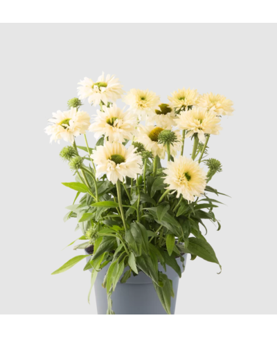 Jeżówka Bolero Yellow – kompaktowa biało-żółta odmiana | Lavender-Byliny.pl