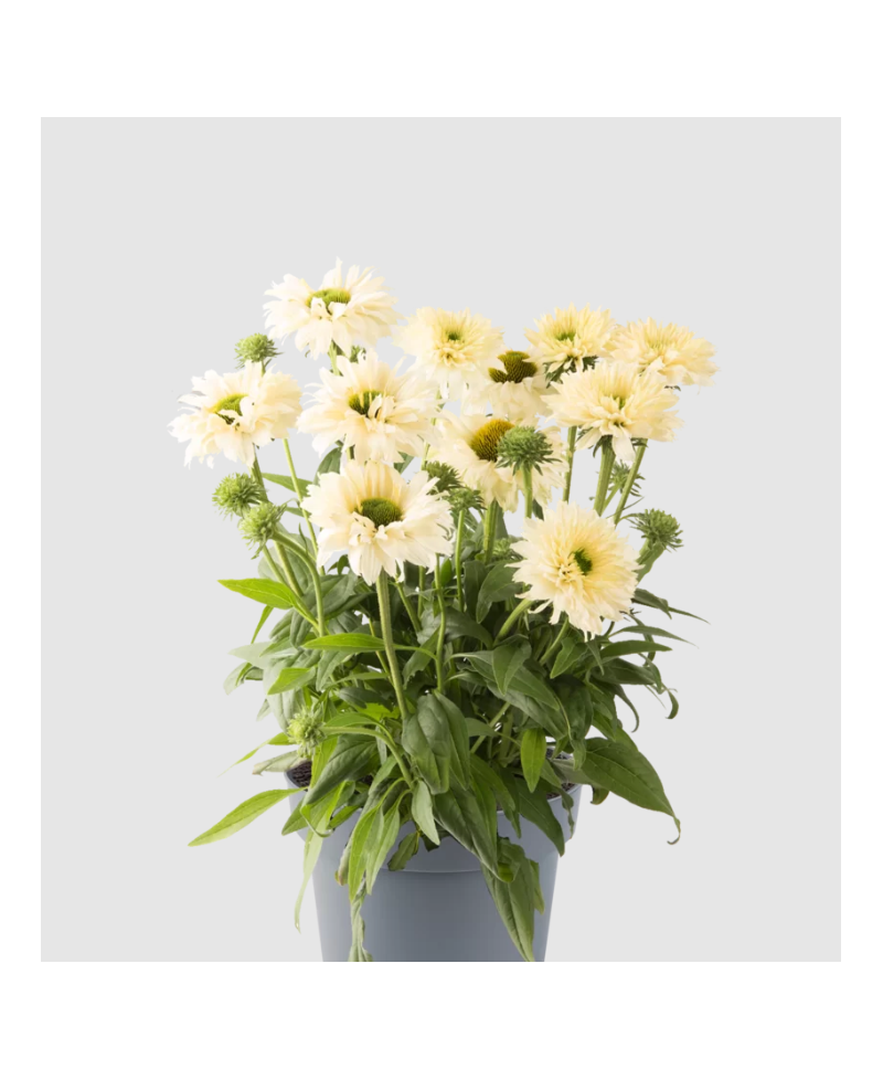 Jeżówka Bolero Yellow – kompaktowa biało-żółta odmiana | Lavender-Byliny.pl