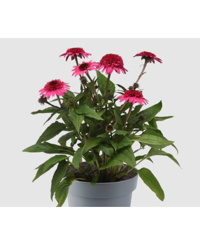 Jeżówka 'Sombrero Double Rose'  Echinacea