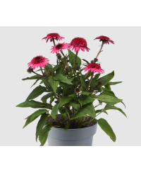Jeżówka 'Sombrero Double Rose'  Echinacea