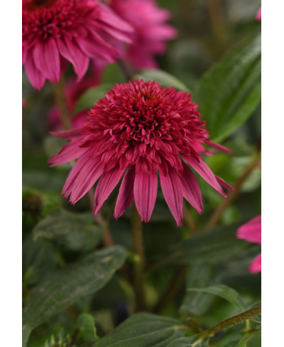 Jeżówka 'Sombrero Double Rose'  Echinacea