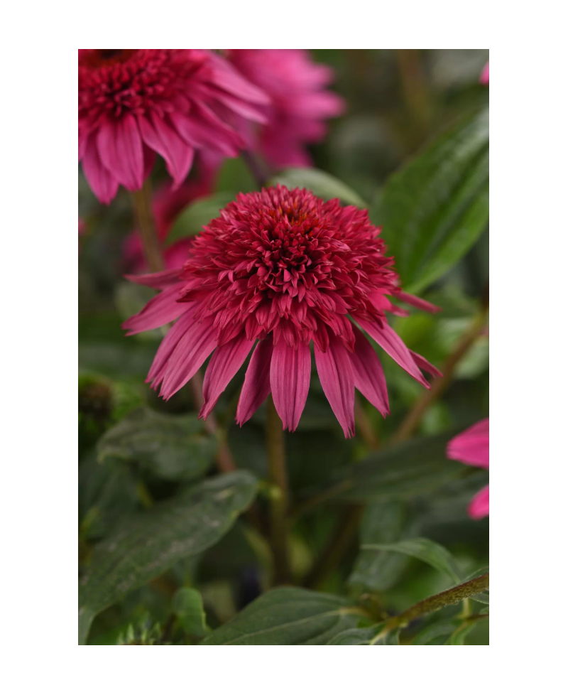 Jeżówka 'Sombrero Double Rose'  Echinacea