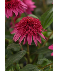 Jeżówka 'Sombrero Double Rose'  Echinacea