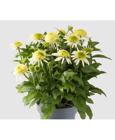 Jeżówka 'Sombrero Double White'  Echinacea