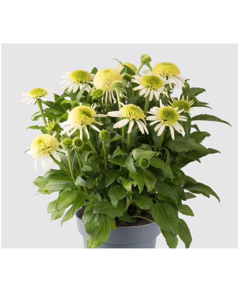 Jeżówka 'Sombrero Double White'  Echinacea