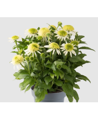 Jeżówka 'Sombrero Double White'  Echinacea