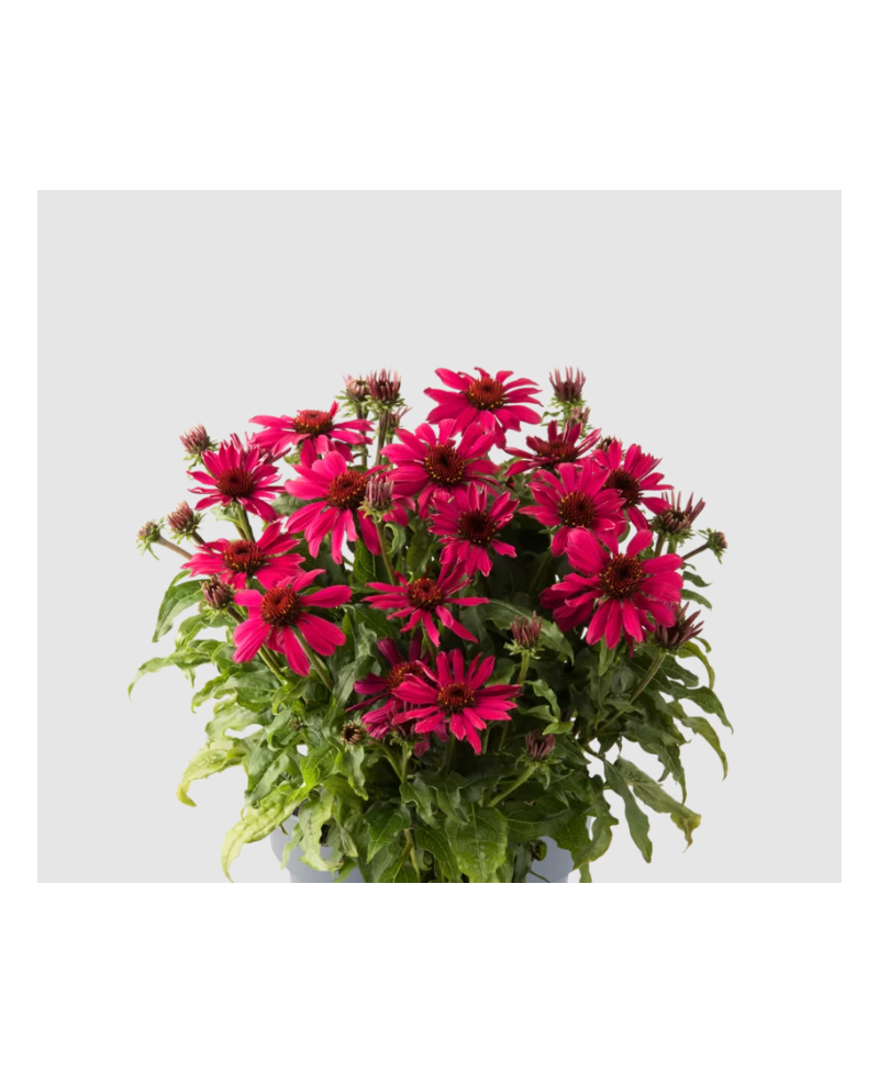 Jeżówka 'Sombrero Compact Hot Pink'  Echinacea