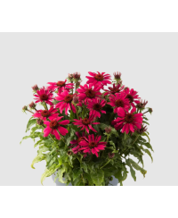 Jeżówka 'Sombrero Compact Hot Pink'  Echinacea