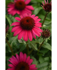 Jeżówka 'Sombrero Compact Hot Pink'  Echinacea