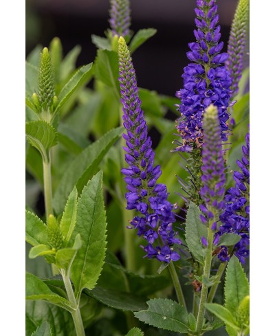 Przetacznik  'Lancita Blue' Veronica