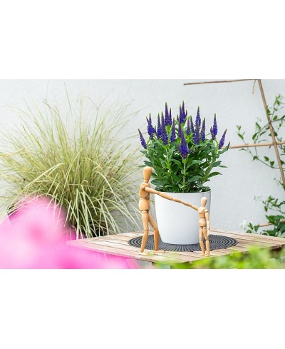 Przetacznik  'Lancita Blue' Veronica