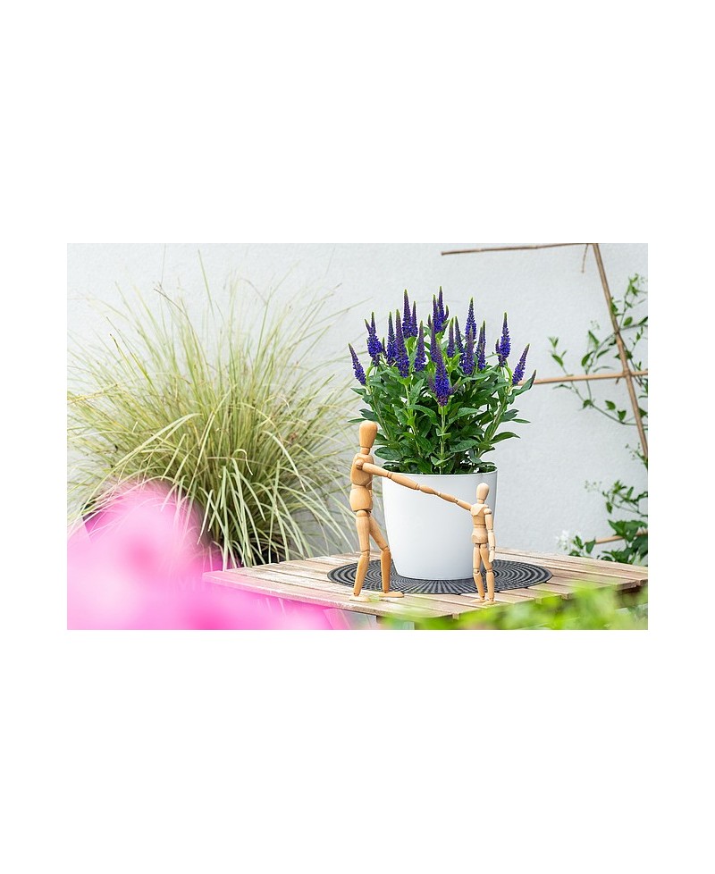 Przetacznik  'Lancita Blue' Veronica