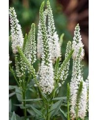 Przetacznik  'Lancita White' Veronica