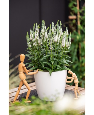 Przetacznik  'Lancita White' Veronica