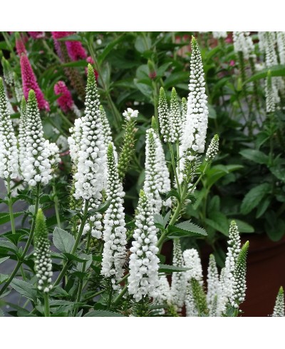 Przetacznik kłosowy First Lady – elegancka bylina na rabaty | Lavender-Byliny.pl