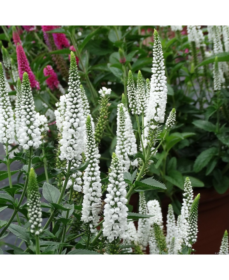 Przetacznik kłosowy First Lady – elegancka bylina na rabaty | Lavender-Byliny.pl