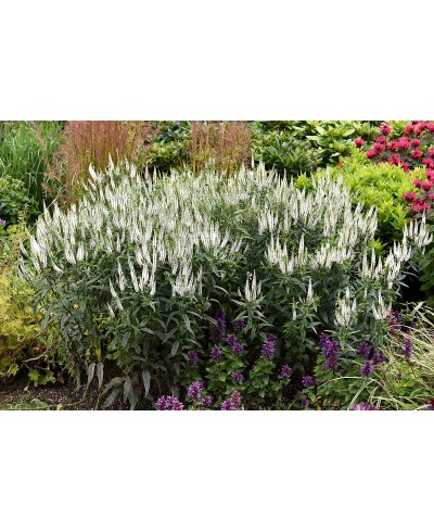 Przetacznik kłosowy First Lady – elegancka bylina na rabaty | Lavender-Byliny.pl