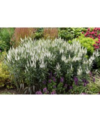 Przetacznik kłosowy First Lady – elegancka bylina na rabaty | Lavender-Byliny.pl