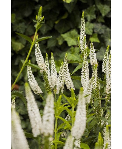 Przetacznik kłosowy First Lady – elegancka bylina na rabaty | Lavender-Byliny.pl