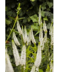 Przetacznik kłosowy First Lady – elegancka bylina na rabaty | Lavender-Byliny.pl