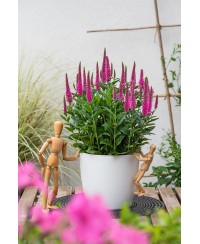 Przetacznik  'Lancita Pink' Veronica