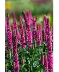 Przetacznik  'Lancita Pink' Veronica