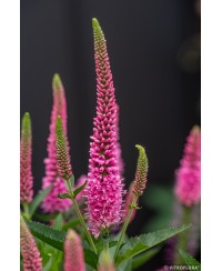 Przetacznik Lancita Pink – kompaktowa różowa bylina | Lavender-Byliny.pl