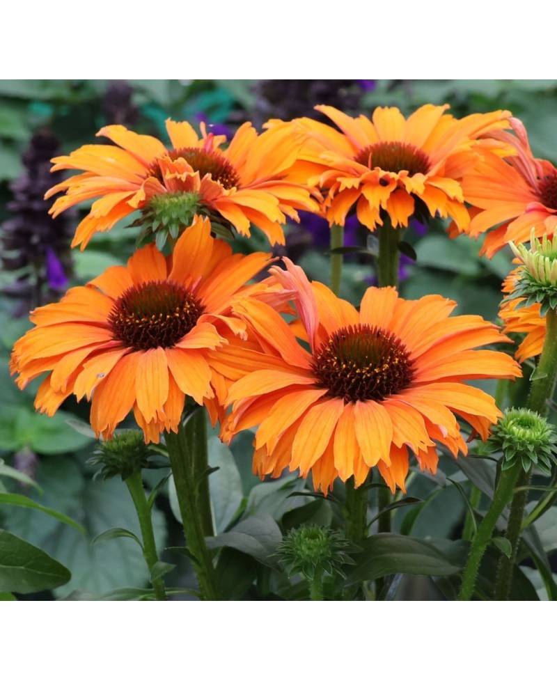 kopia Jeżówka '‘Sunseekers Mineola’' Echinacea