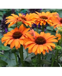 kopia Jeżówka '‘Sunseekers Mineola’' Echinacea