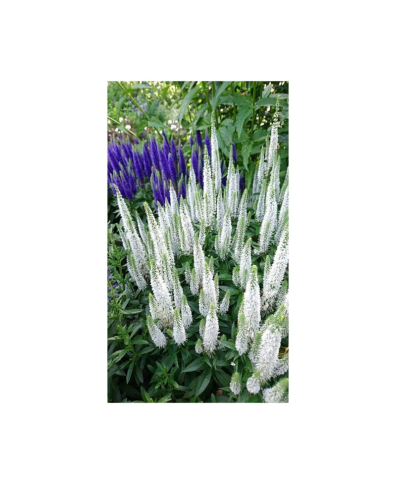 Przetacznik Snow Candles – biały przetacznik kłosowy | Lavender-Byliny.pl