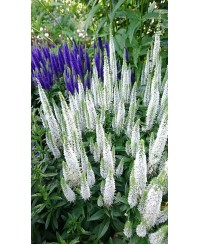 Przetacznik Snow Candles – biały przetacznik kłosowy | Lavender-Byliny.pl