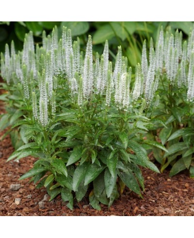 Przetacznik Snow Candles – biały przetacznik kłosowy | Lavender-Byliny.pl