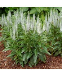 Przetacznik Snow Candles – biały przetacznik kłosowy | Lavender-Byliny.pl