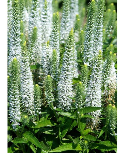 Przetacznik Snow Candles – biały przetacznik kłosowy | Lavender-Byliny.pl