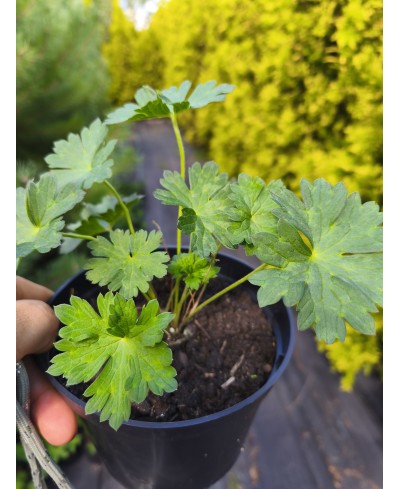 Bodziszek 'Johnson’s Blue' – Klasyczny Błękit | Lavender-Byliny