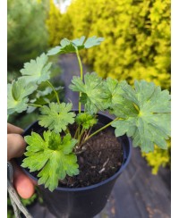 Bodziszek 'Johnson’s Blue' – Klasyczny Błękit | Lavender-Byliny