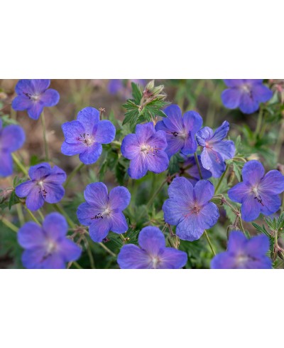 Bodziszek 'Johnson’s Blue' Geranium