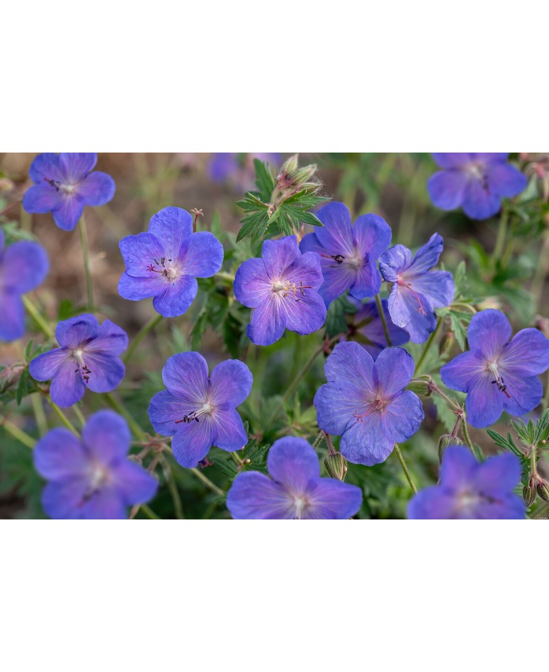 Bodziszek 'Johnson’s Blue' Geranium