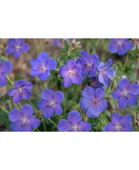 Bodziszek 'Johnson’s Blue' Geranium
