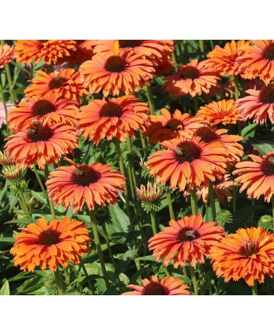 kopia Jeżówka '‘Sunseekers Mineola’' Echinacea