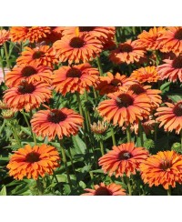 kopia Jeżówka '‘Sunseekers Mineola’' Echinacea