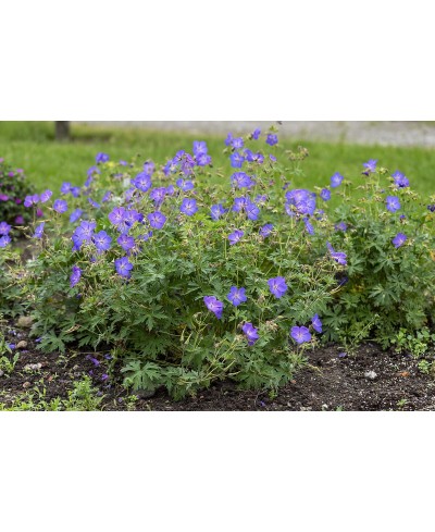 Bodziszek 'Johnson’s Blue' Geranium