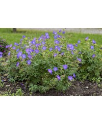 Bodziszek 'Johnson’s Blue' Geranium
