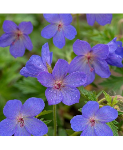 Bodziszek 'Johnson’s Blue' Geranium