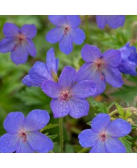Bodziszek 'Johnson’s Blue' Geranium