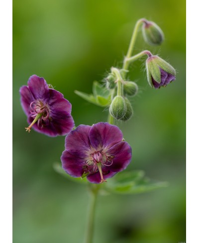 Bodziszek 'Samobor' Geranium phaeum