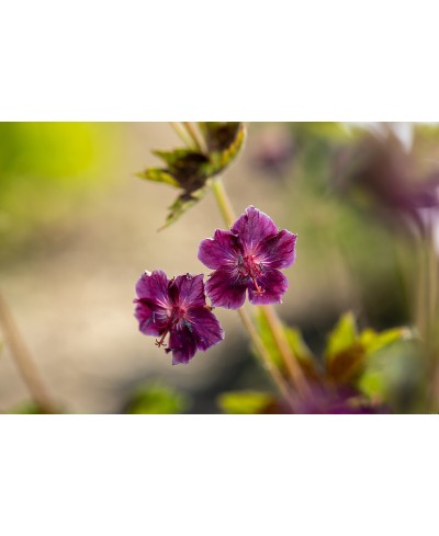 Bodziszek 'Samobor' Geranium phaeum