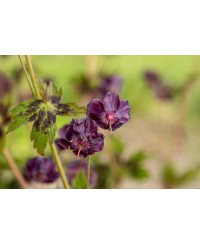 Bodziszek 'Samobor' Geranium phaeum