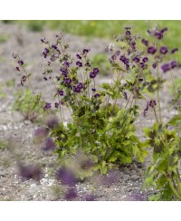 Bodziszek 'Samobor' Geranium phaeum