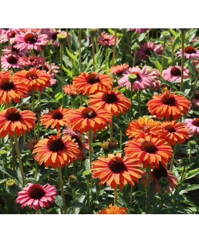 kopia Jeżówka '‘Sunseekers Mineola’' Echinacea